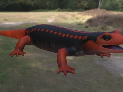 3d红瘰疣螈模型