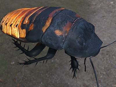 马达加斯加蟑螂模型