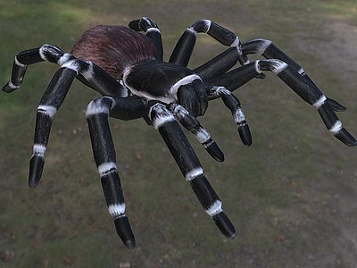 巴西白膝头蜘蛛模型