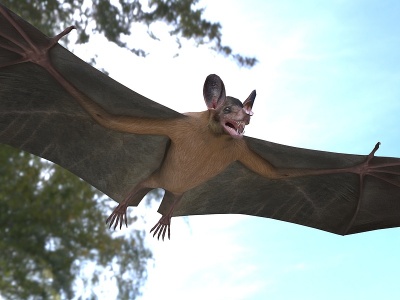 美洲假吸血蝙蝠模型