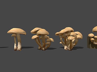 现代野生蘑菇模型