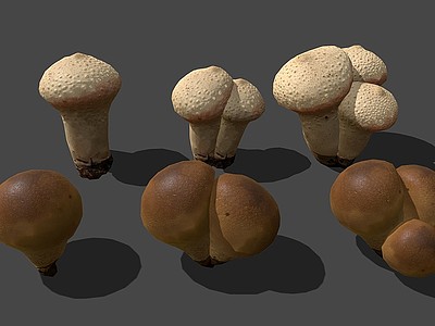 现代野生蘑菇模型