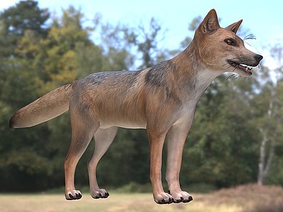 3d安第斯狐狸动物生物模型