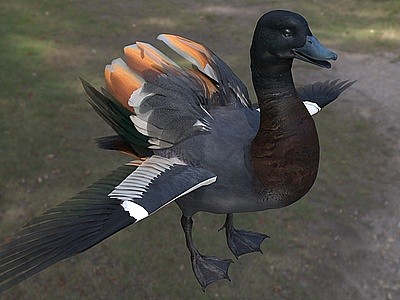 新西兰黑胸麻鸭天堂鸭模型