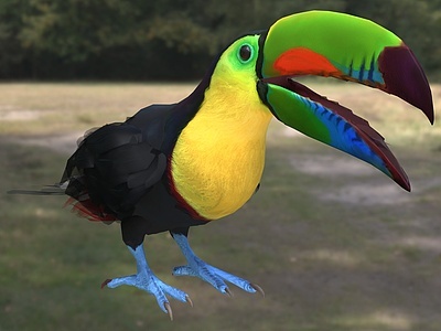 3d彩虹巨嘴鸟厚嘴巨嘴鸟模型