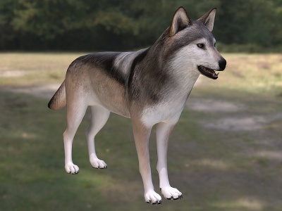 墨西哥灰狼模型3d模型