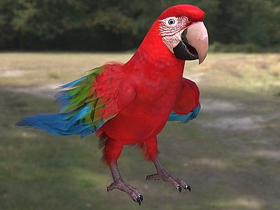 红绿翅膀金刚鹦鹉模型