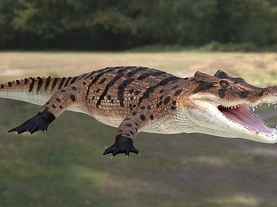 3d马达加斯加角鳄鱼野生动物模型