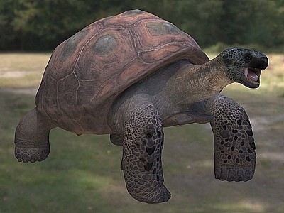 3d巨龟大东方龟阿特拉斯巨龟模型