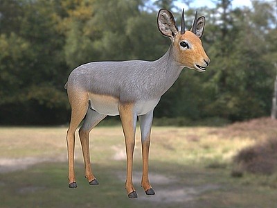 非洲小羚羊野生动物生物模型3d模型