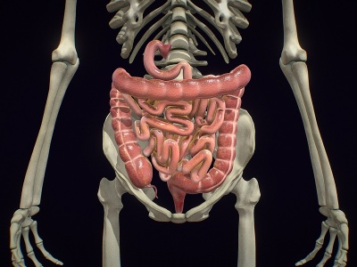 3d医学用品大肠小肠模型