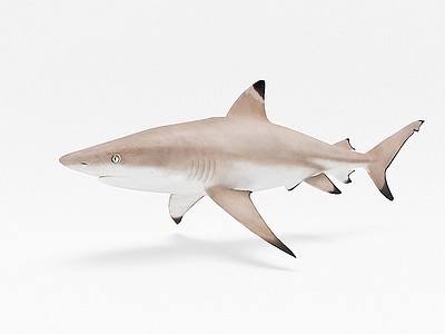 3d鲨鱼模型