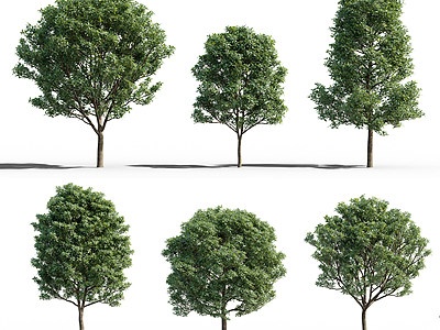 3d树杜英树模型