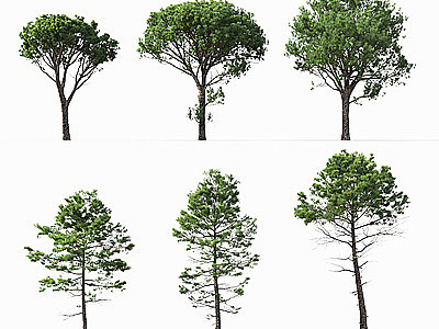 3d树海岸松模型