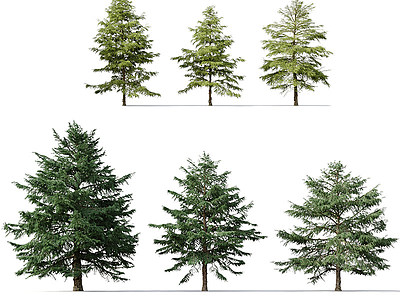 现代树木雪松模型3d模型