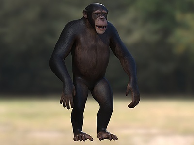非洲黑猩猩3d模型