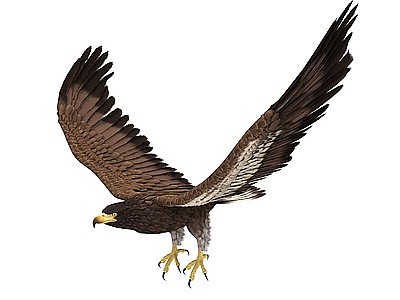 动物鹰老鹰模型