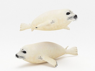 海豹模型